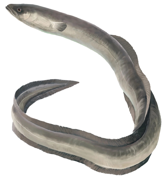 Anguila (Anguilla anguilla)