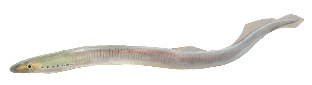 Lamprea de arroyo (Lampetra planeri)