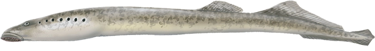 Lamprea marina (Petromyzon marinus)