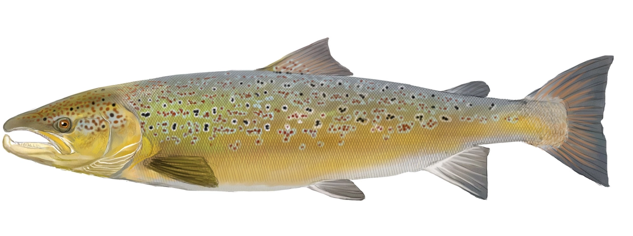 Salmón atlántico (Salmo salar)