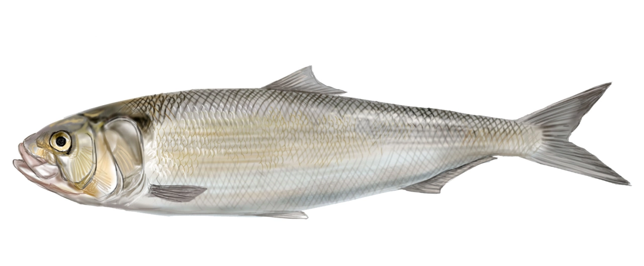 Sábalo (Alosa alosa)