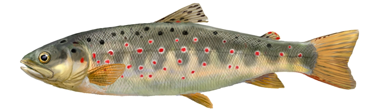 Trucha común (Salmo trutta)