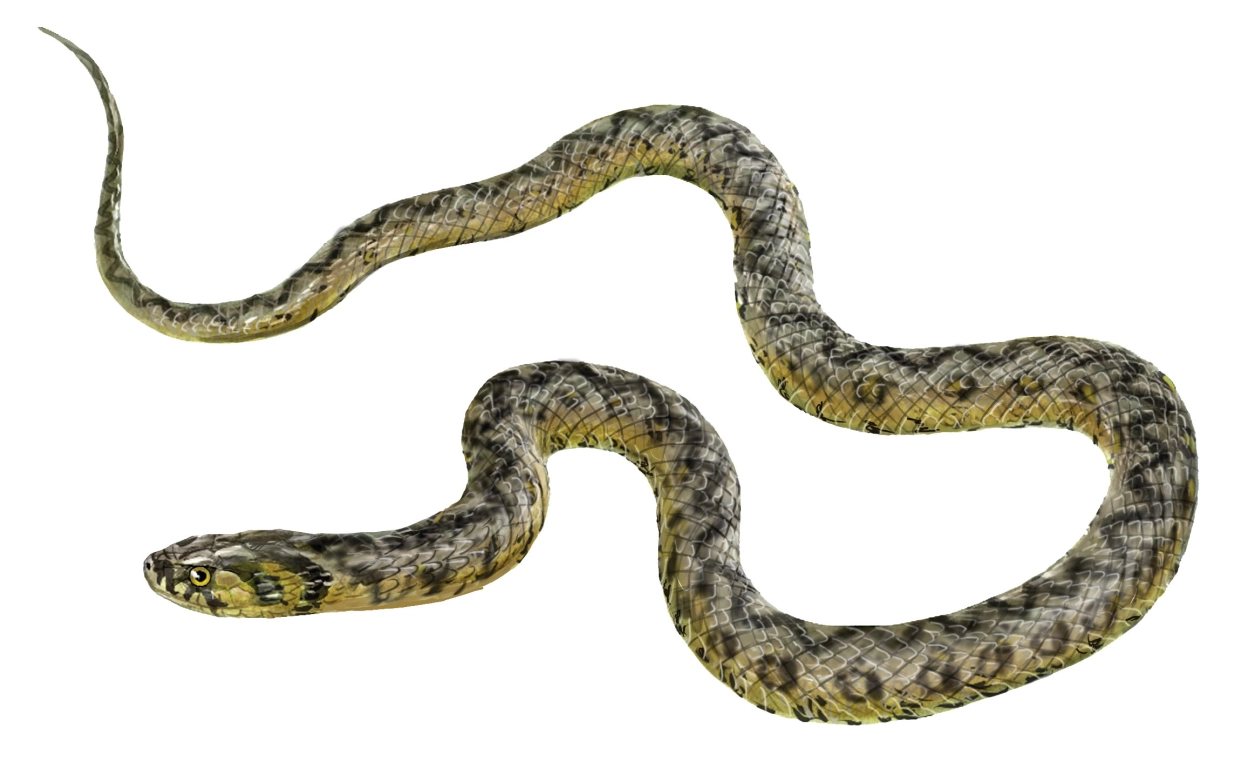 Culebra de agua (Natrix maura)