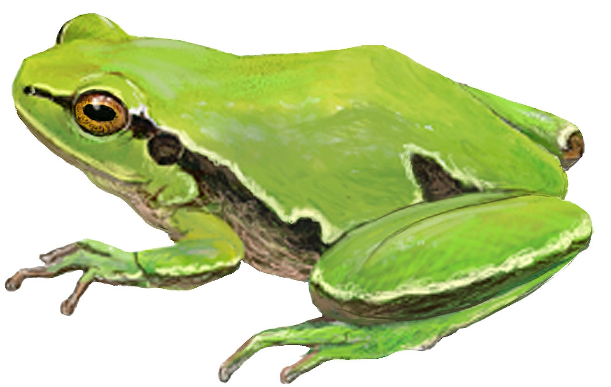 Rana de San Antón (Hyla molleri)