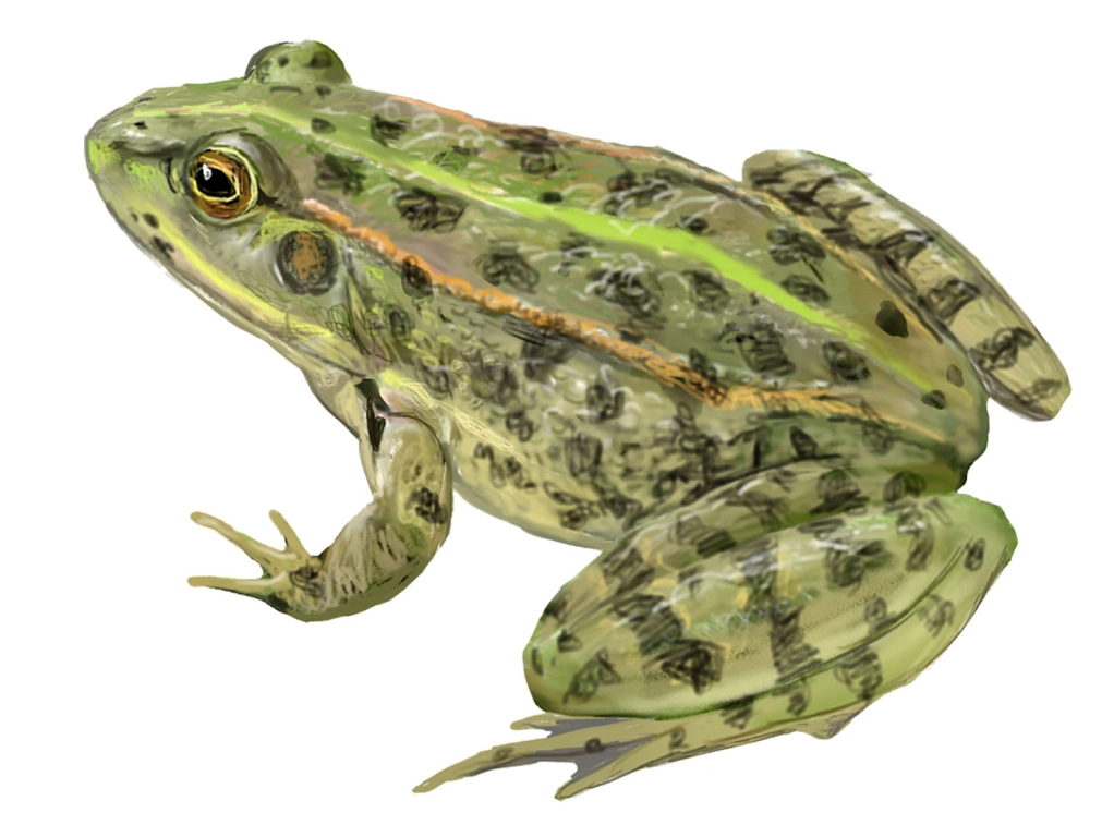Rana verde ibérica (Pelophylax perezi)