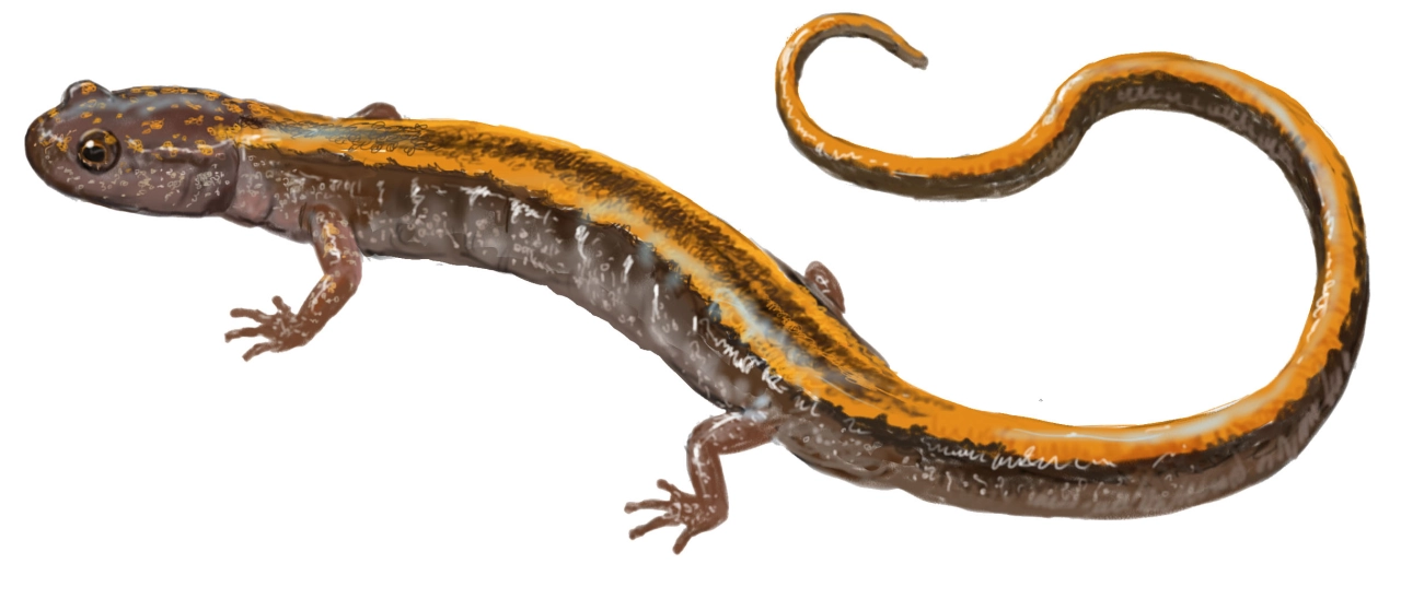 Salamandra rabilarga (Chioglossa lusitanica)