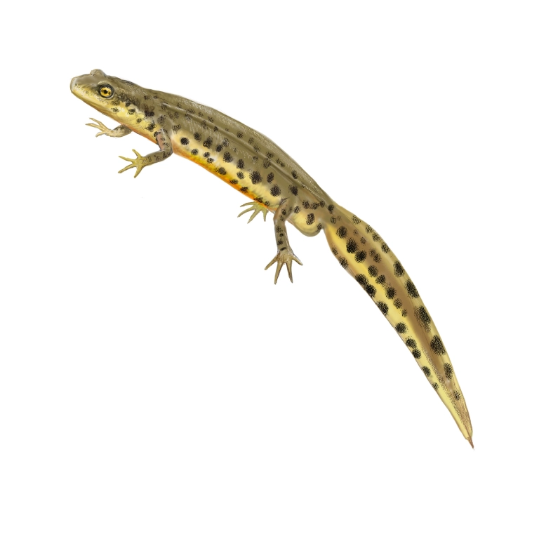 Tritón ibérico (Lissotriton boscai)