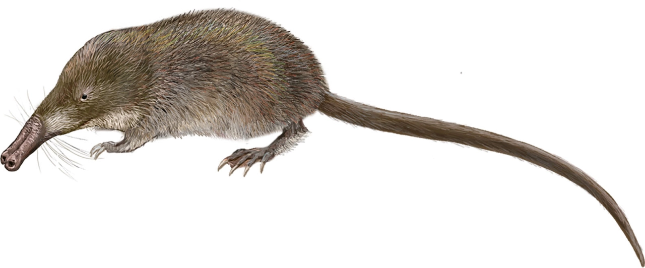 Desmán ibérico (Galemy pyrenaicus)