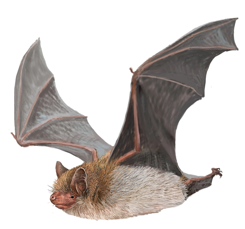 Murciélago de ribera (Myotis daubentonii)