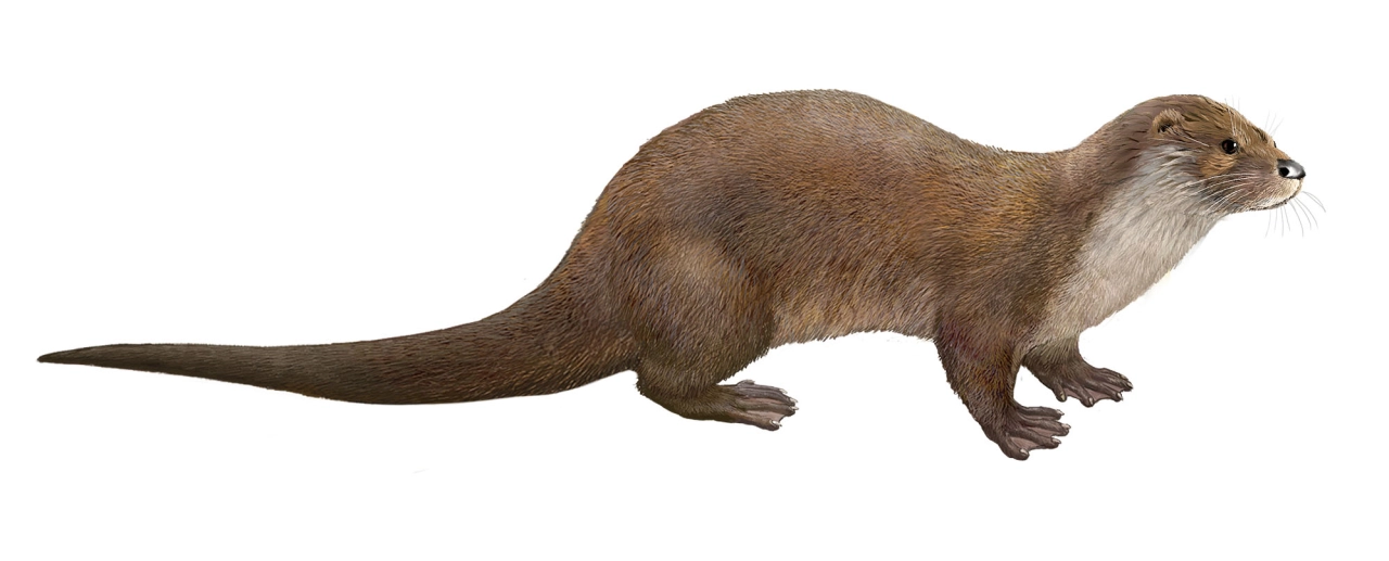 Nutria (Lutra lutra)