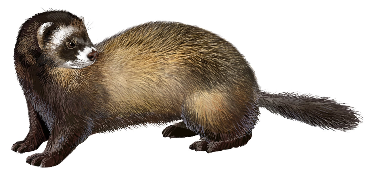 Turón (Mustela putorius)