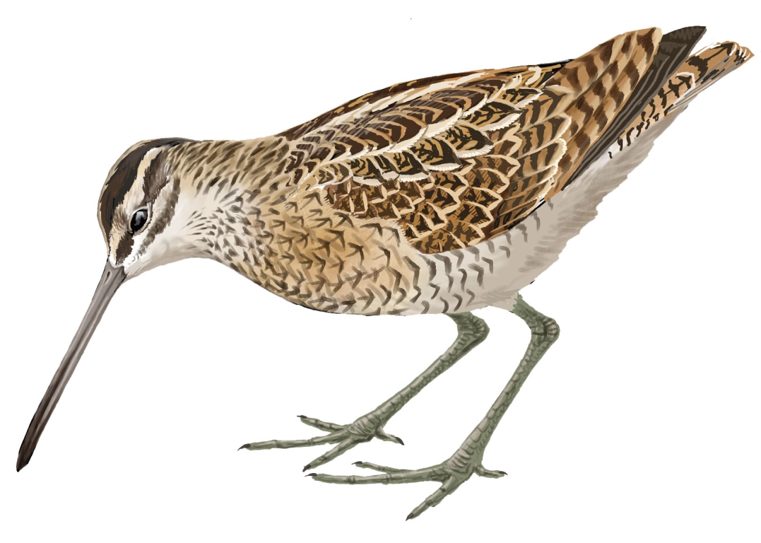 Agachadiza común (Gallinago gallinago)