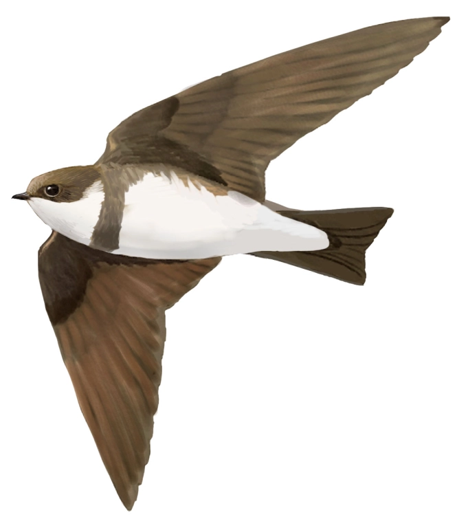 Avión zapador (Riparia riparia)