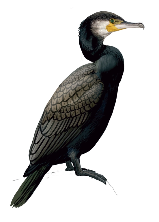 Cormorán grande (Phalacrocorax carbo)