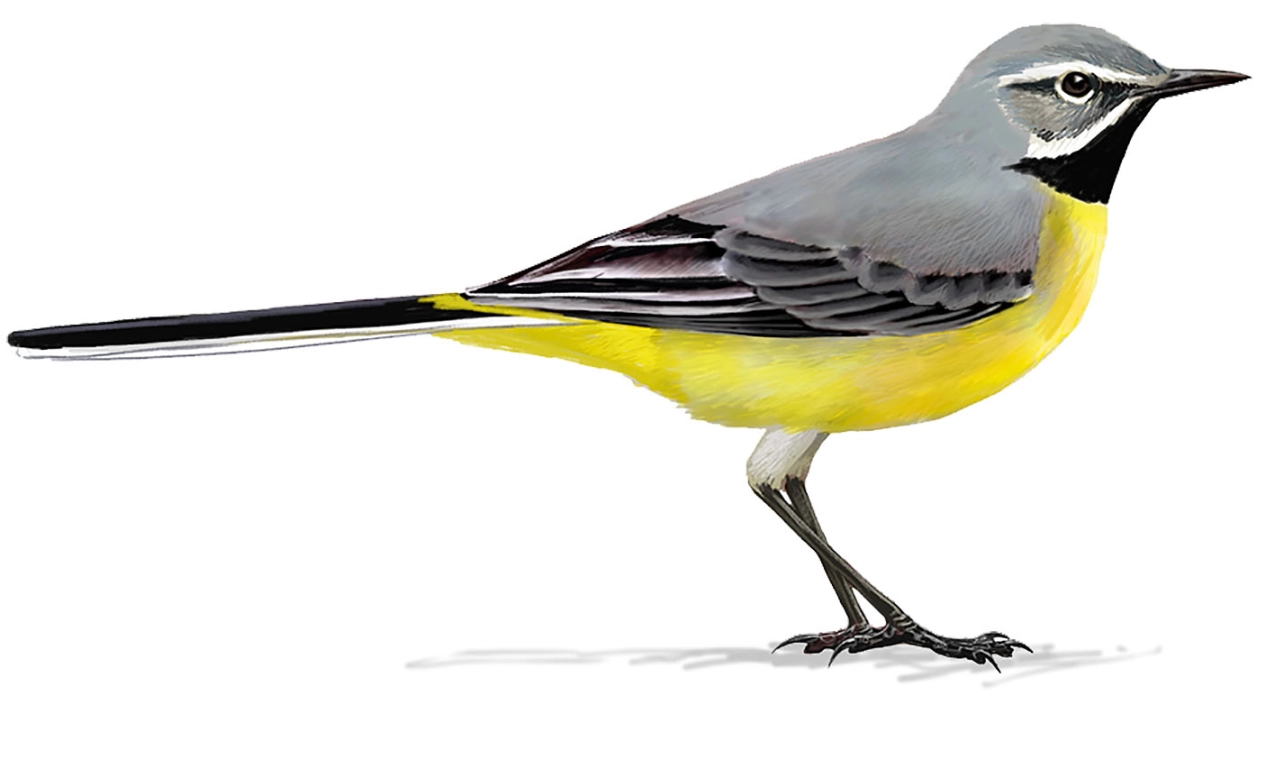 Lavandera cascadeña (Motacilla cinerea)