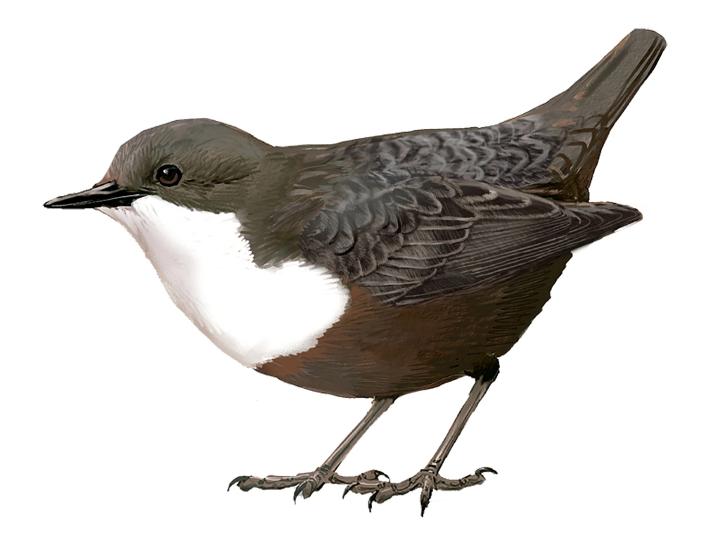 Mirlo acuático (Cinclus cinclus)