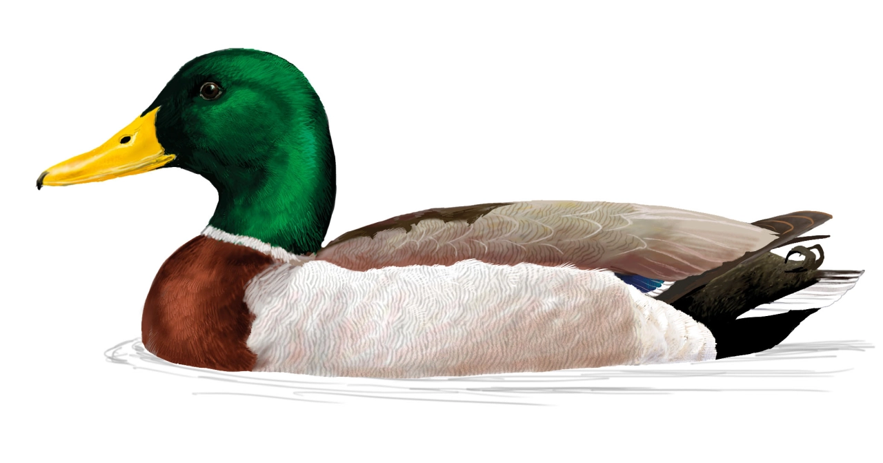 Ánade azulón (Anas platyrhynchos)