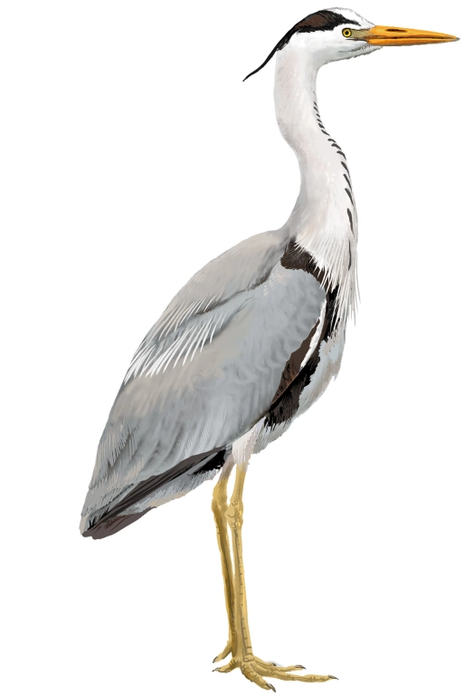Garza Real (Ardea cinerea)
