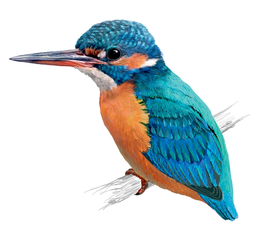 Martín pescador (Alcedo atthis)