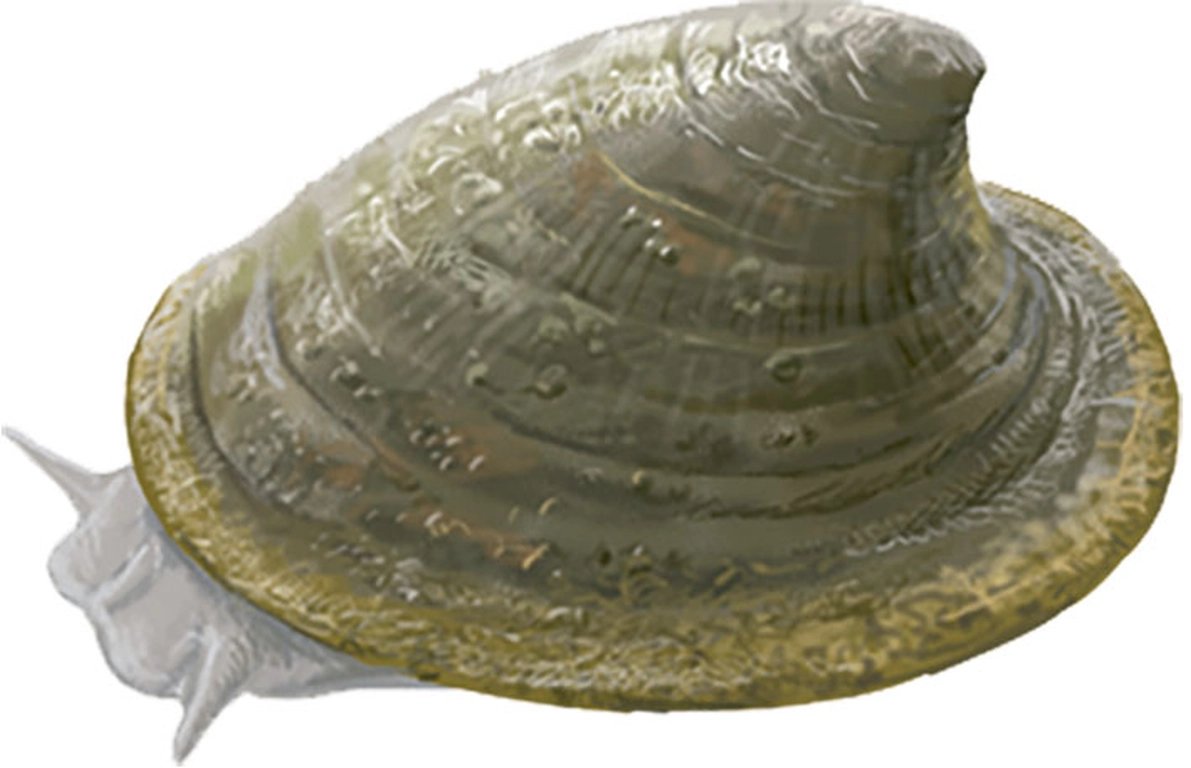 Lapa de agua (Ancylus fluviatilis)