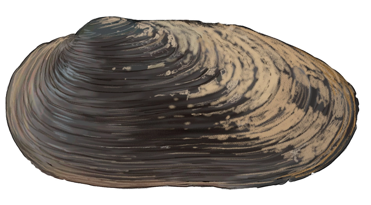 Mejillón de río (Margaritifera margaritifera)