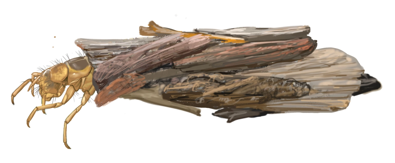Tricópteros