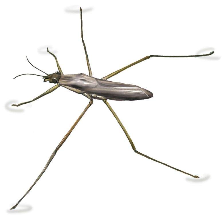 Zapateros