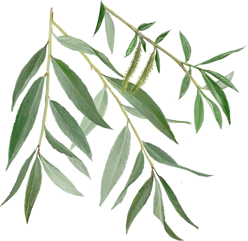 Sauce blanco (Salix alba)