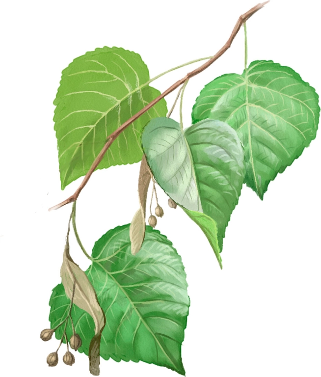 Tilo Común (Tilia platyphyllos)
