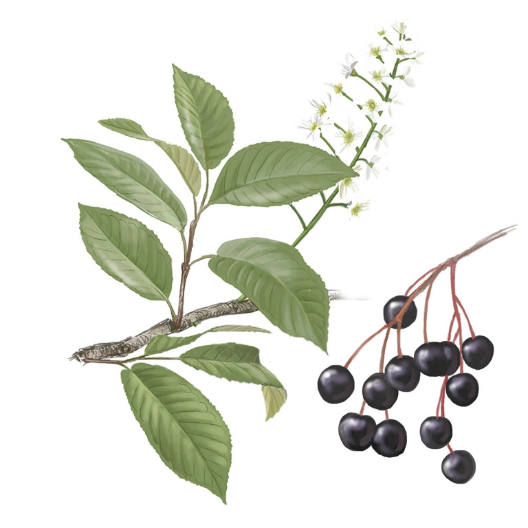 Cerezo (Prunus padus)