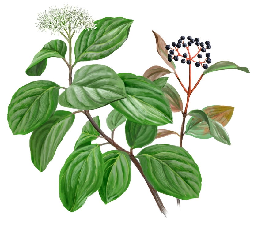 Cornejo (Cornus sanguinea)