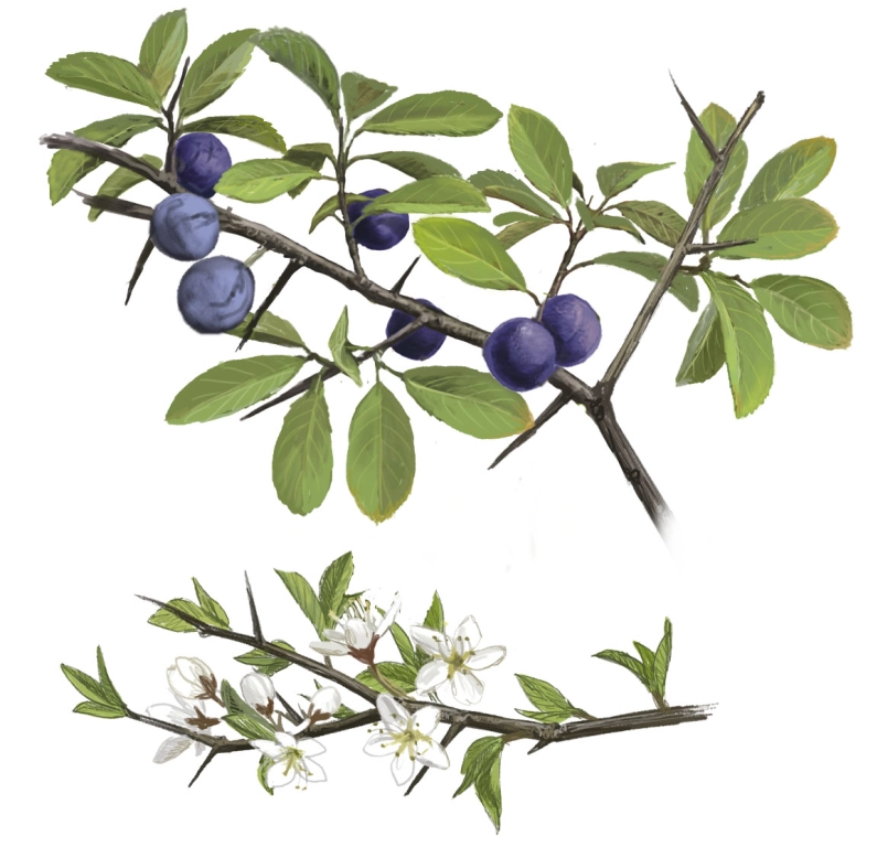 Endrino (Prunus spinosa)