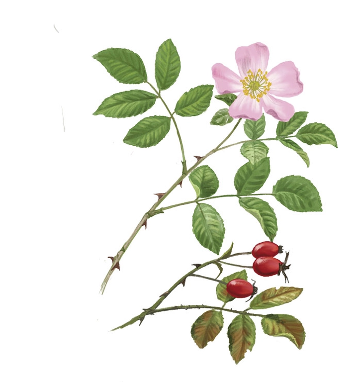 Escaramujo (Rosa canina)