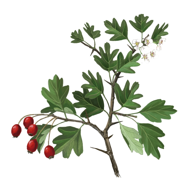 Espino Blanco (Crataegus monogyna)