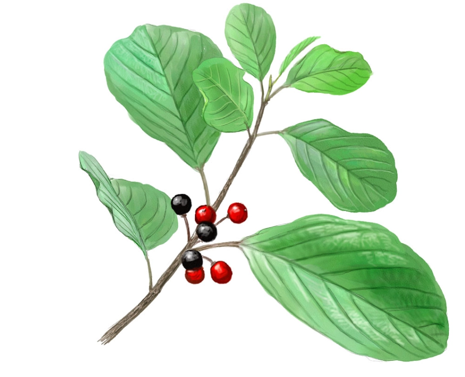 Frangula (Frangula dodonei)