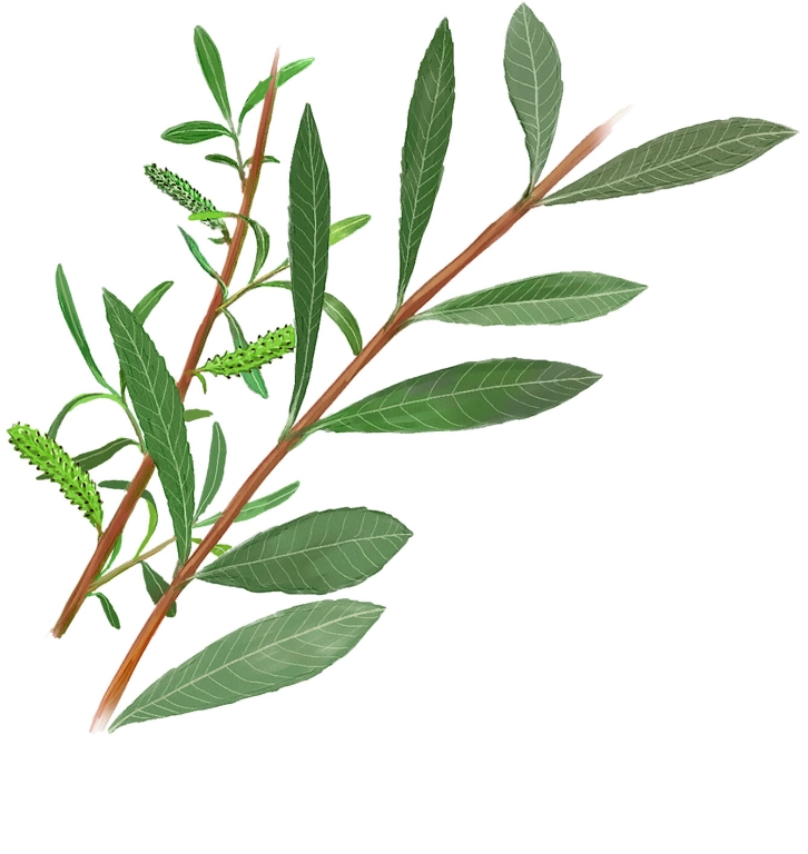 Mimbre rojo (Salix purpurea)