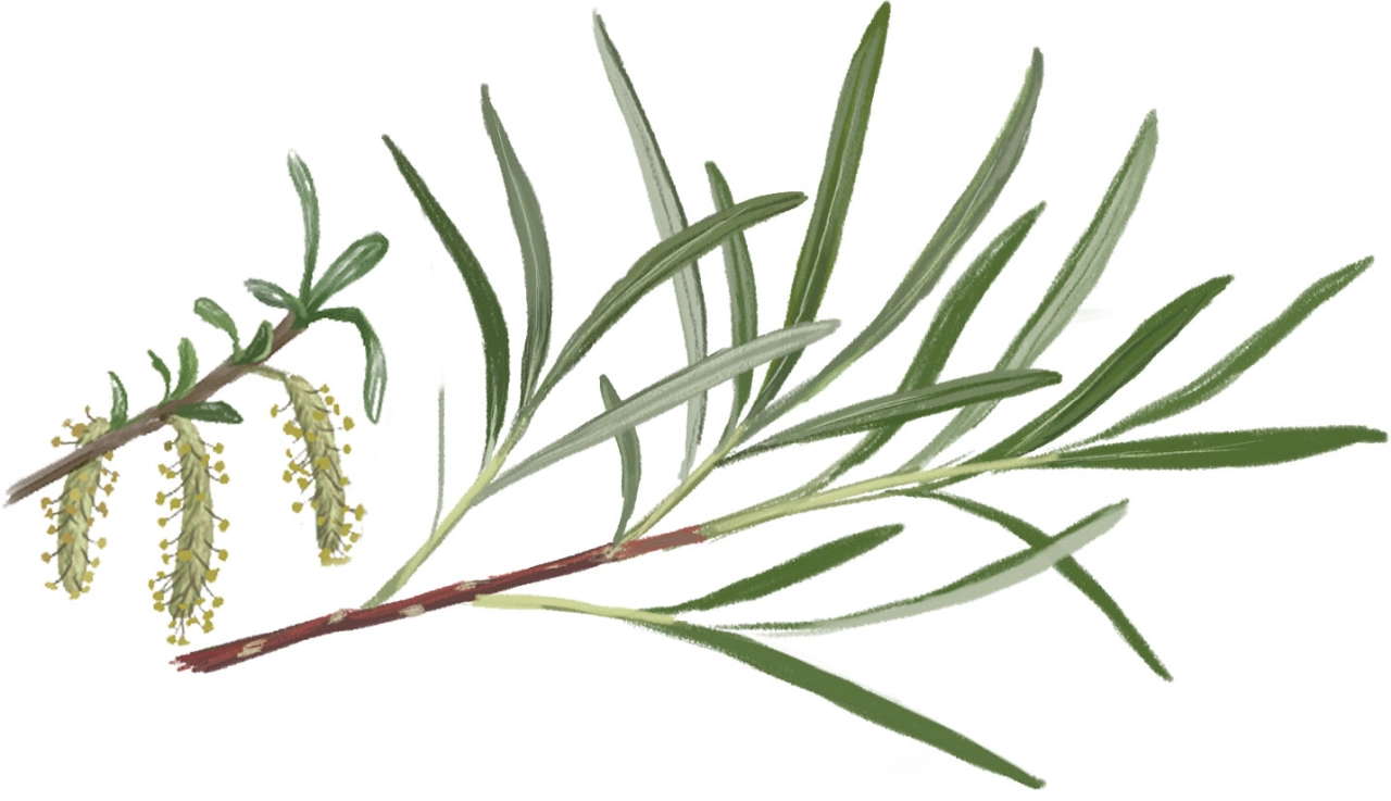 Sargantilla (Salix eleagnos)
