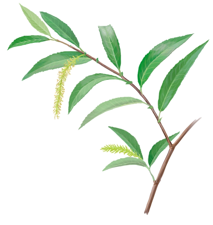 Sarga (Salix triandra)
