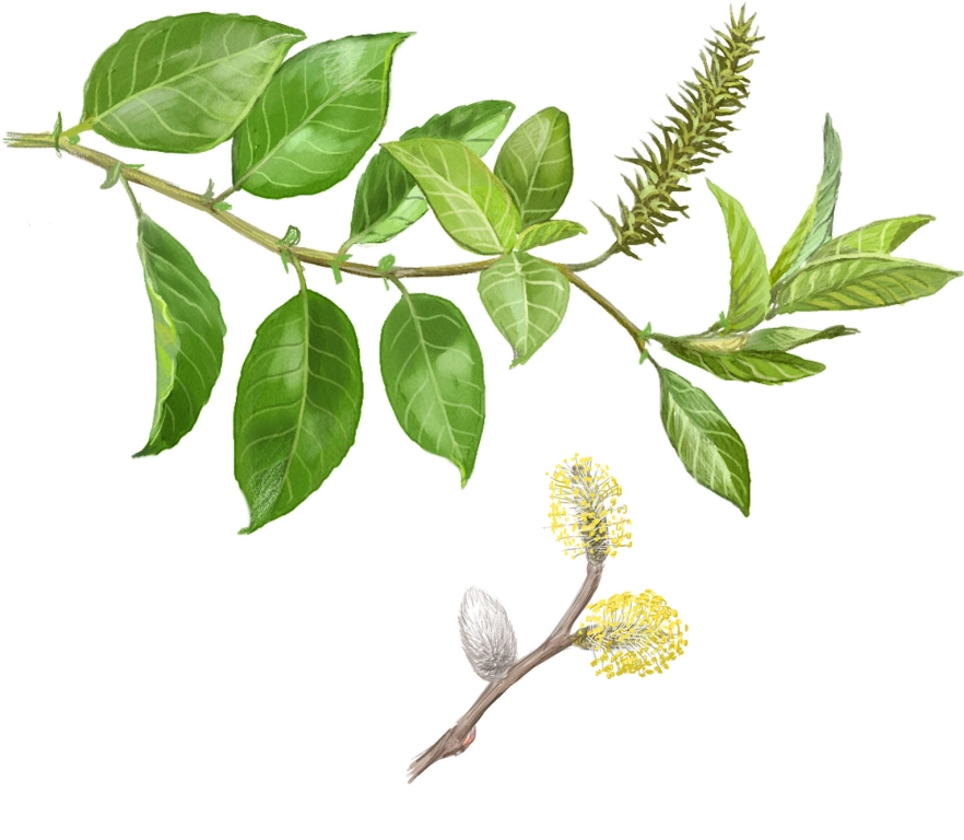 Sauce Cabruno (Salix caprea)