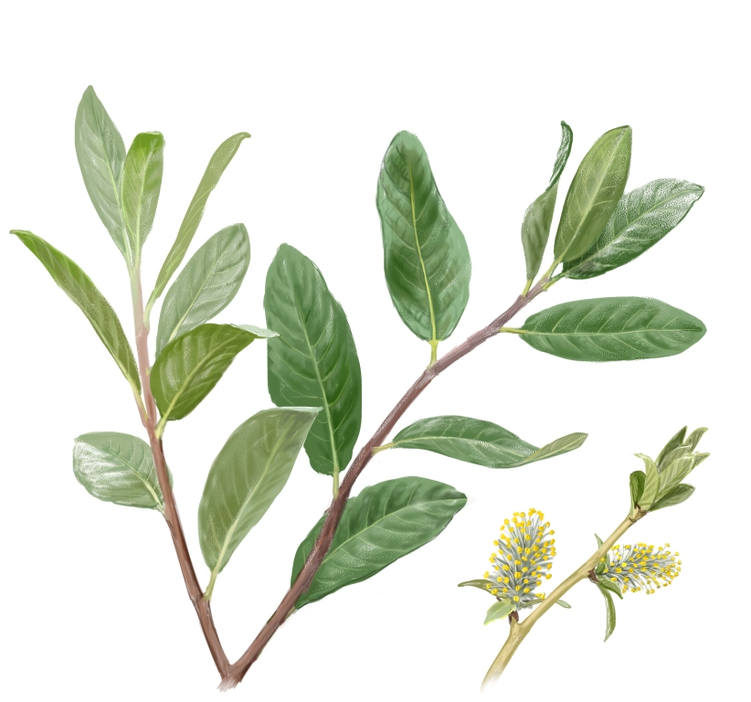 Sauce Cantábrico (Salix cantabrica)