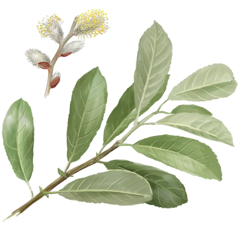 Sauce negro (Salix atrocinerea)