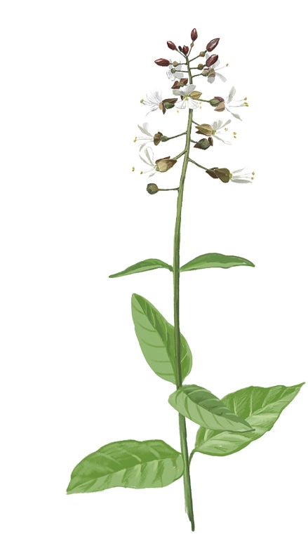 Circea (Circaea lutetiana)