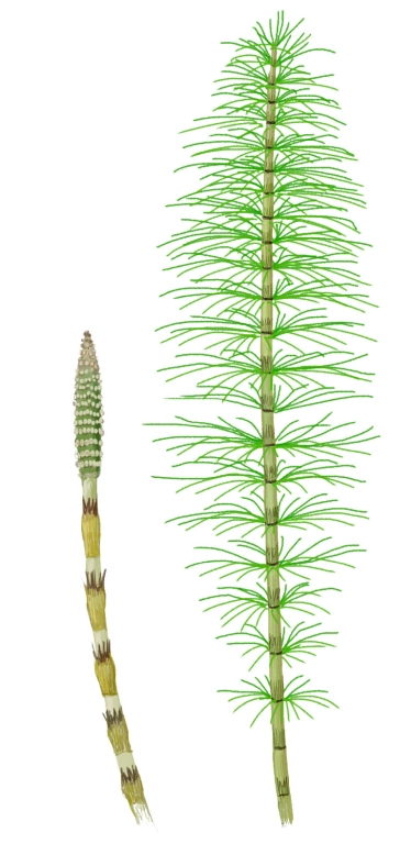 Cola de caballo (Equisetum telmateia)