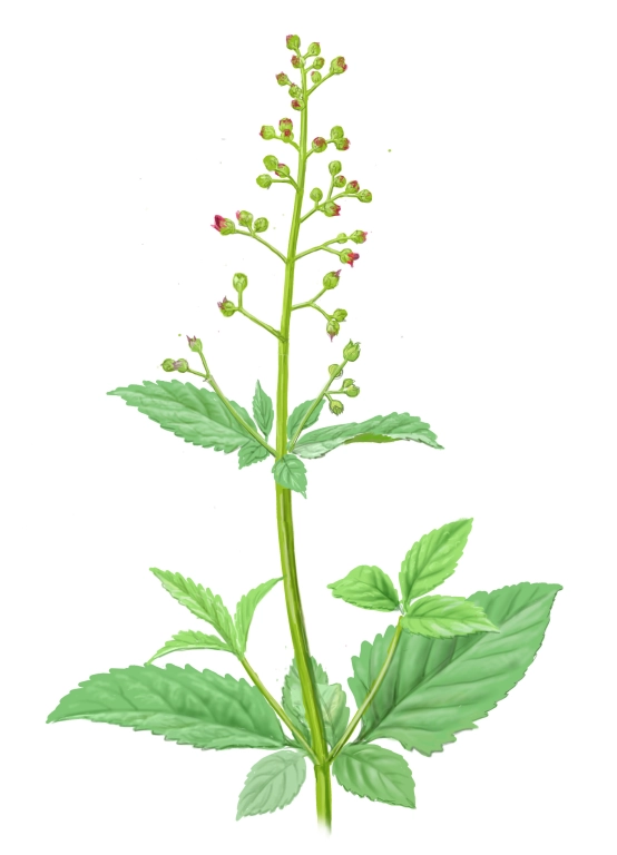 Escrofularia acuática (Scrophularia auriculata)