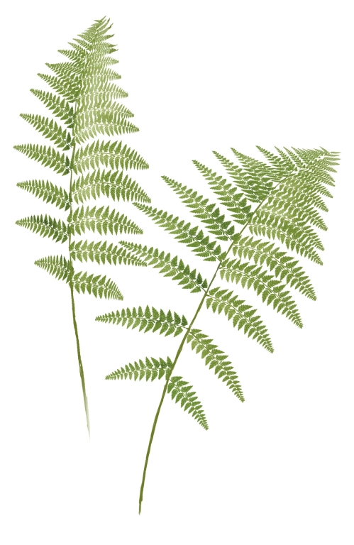 Helecho (Athyrium filix-femina)