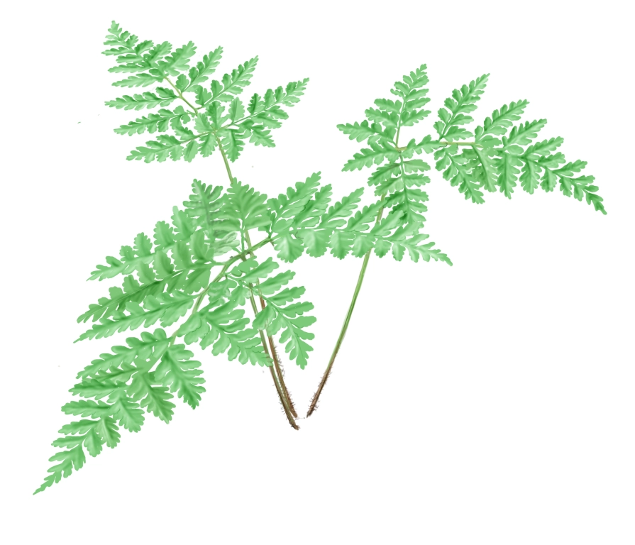 Helecho de los colchoneros (Culcita macrocarpa)
