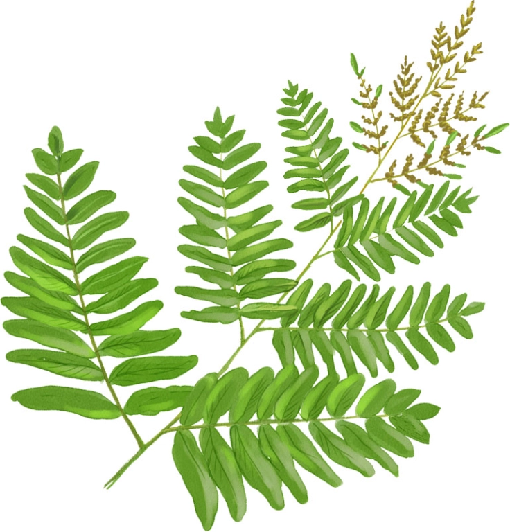 Helecho Real (Osmunda regalis)