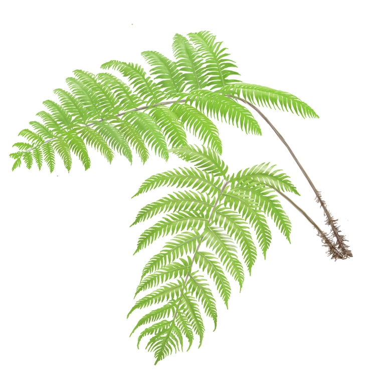Píjara (Woodwardia radicans)