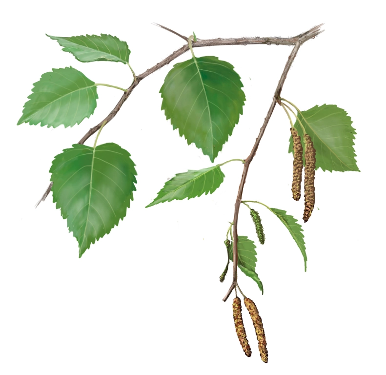 Abedul ibérico (Betula celtiberica)
