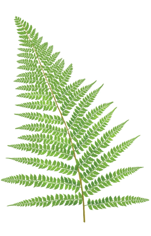 Píjaro (Polystichum setiferum)